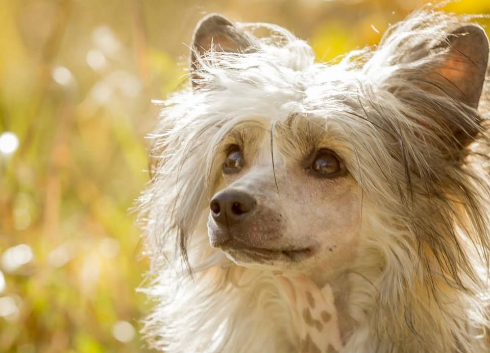 Just One Wish Princes de la Roses