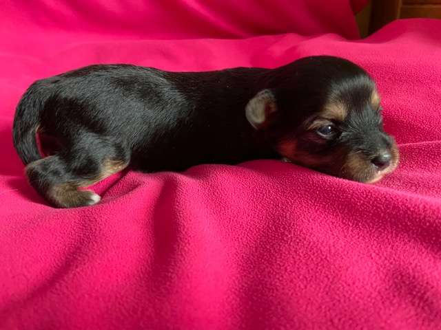 ShaÏ Niz Of Pastime Paradise