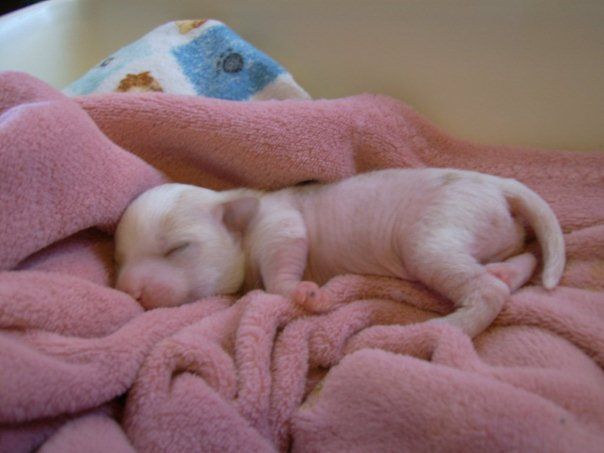 Gelfling Gables Great and Powerful