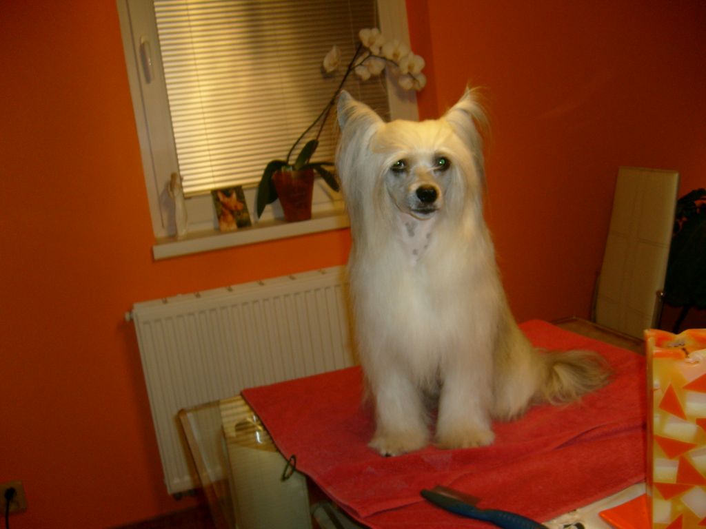 His Majesty Hideaki Garden Roses 