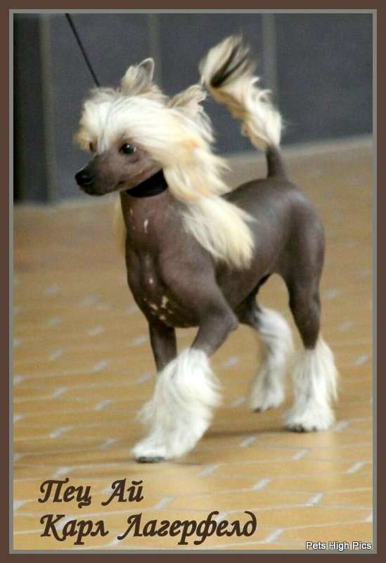 Pets High M. Karl Lagerfeld By Bao