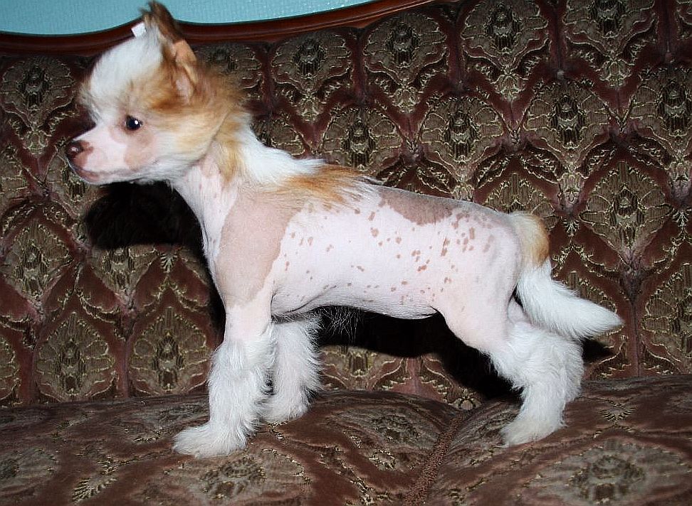 Be My Dog's Hit The Headline