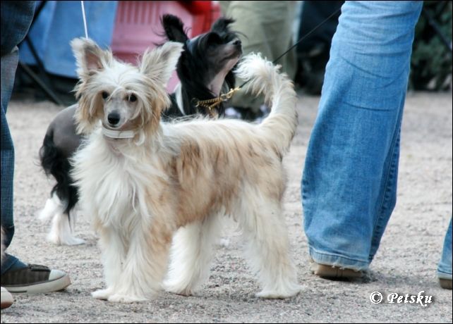 Amtietam's Angel Of My Dreams