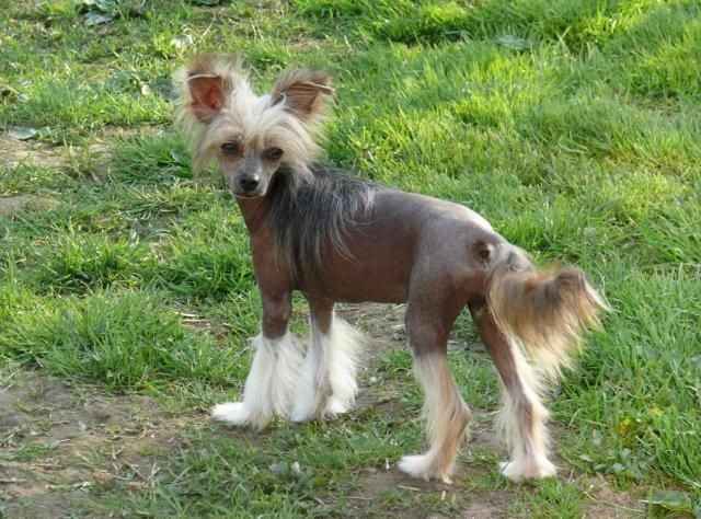 Princessa Chrustowianki