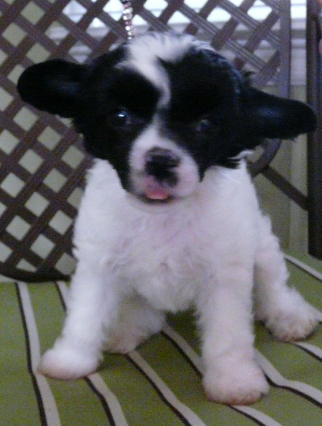 Creekside's Queen of Hearts