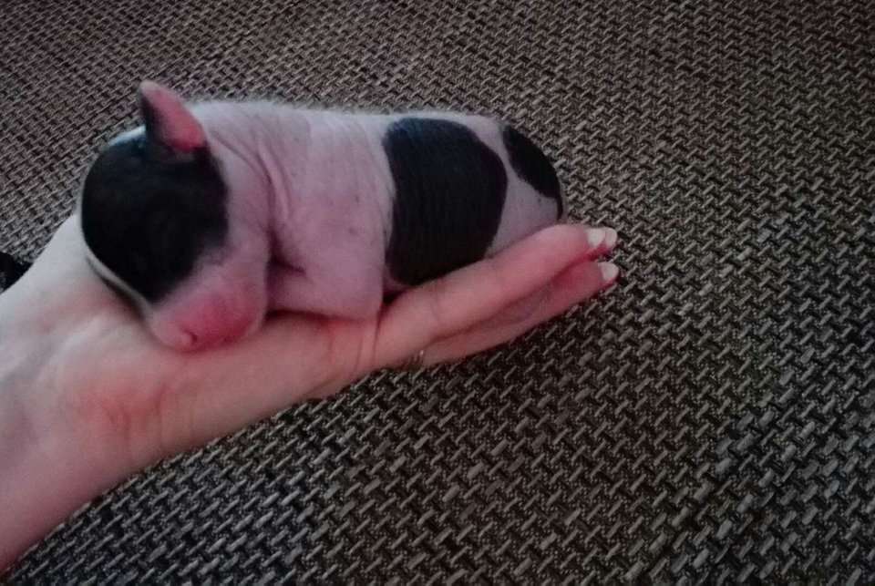 Black&White Border Eliot