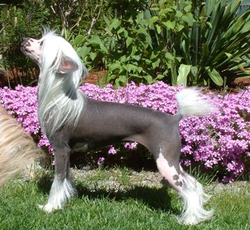 Wavecrest Galadriel Swifthaven