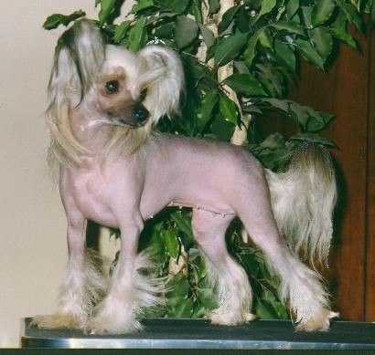 Jewels Holli Would, CGC