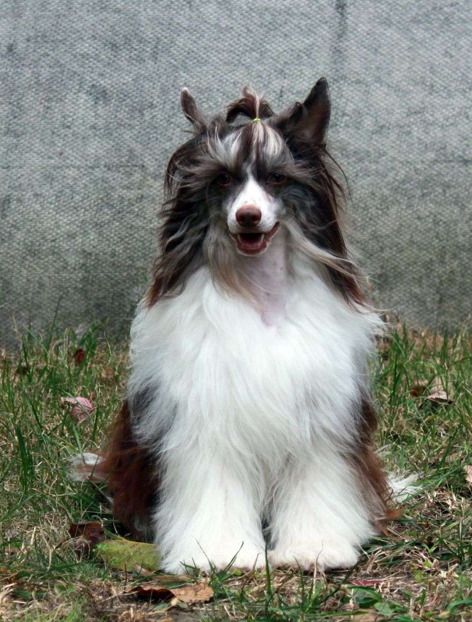 Raynord Prowess iz Clana Timurlana