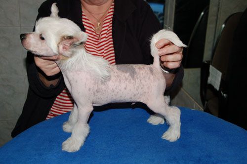 De La Mahafu's Everloving Star