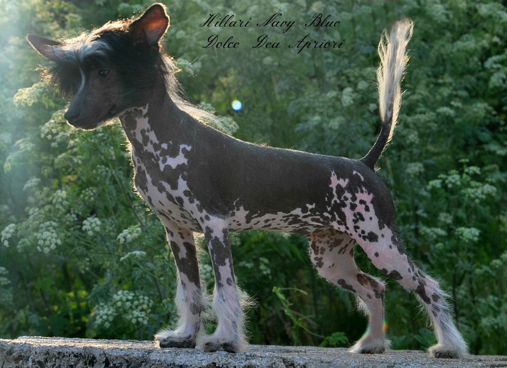 Hillari Navy Blue Dolce Dea Apriori