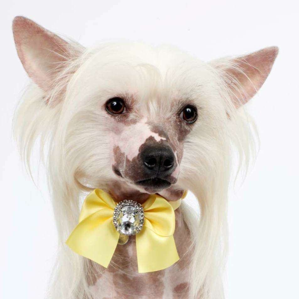 Di Casa Megi Gilgamesh Re Di Uruk