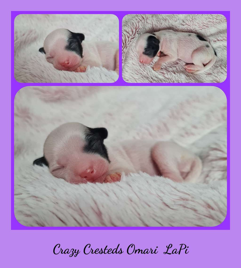 Crazy Cresteds Omari LaPi