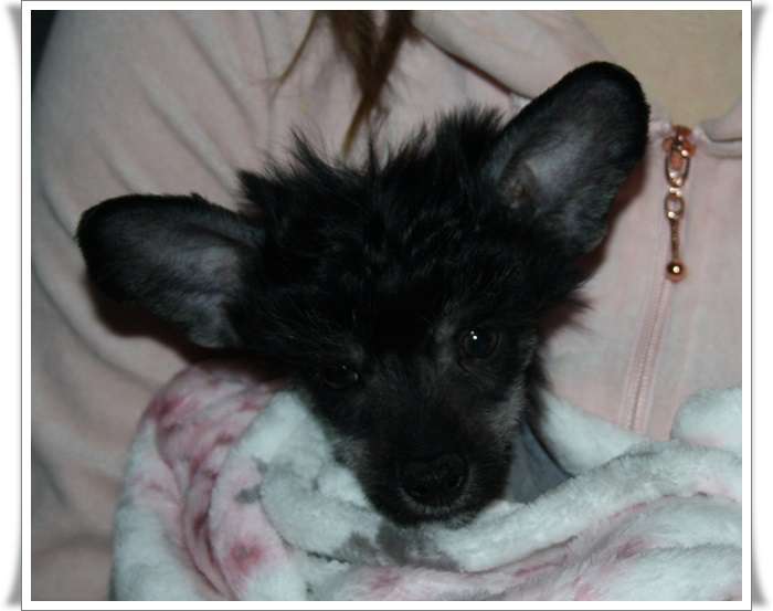 Koynaur's Gizmo I'm Going Commando