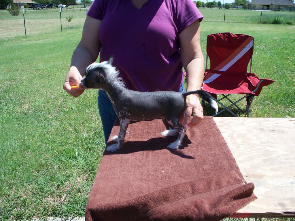 Canyons Prickly Pear
