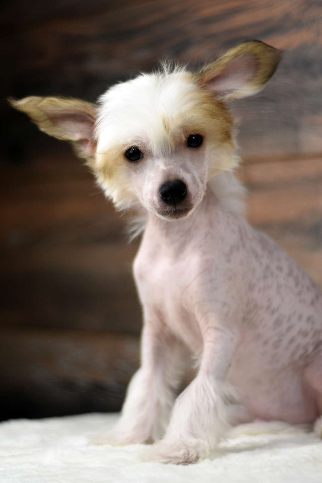 Baikal Dream Perspective Yoss