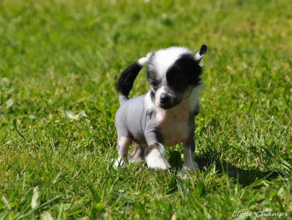 Profiterolle Little Champs