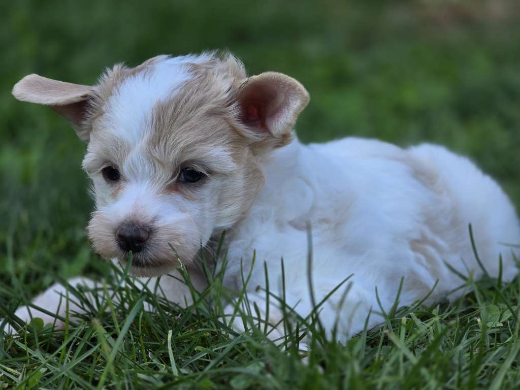 Coconut Dream von den Weinbergswölfen
