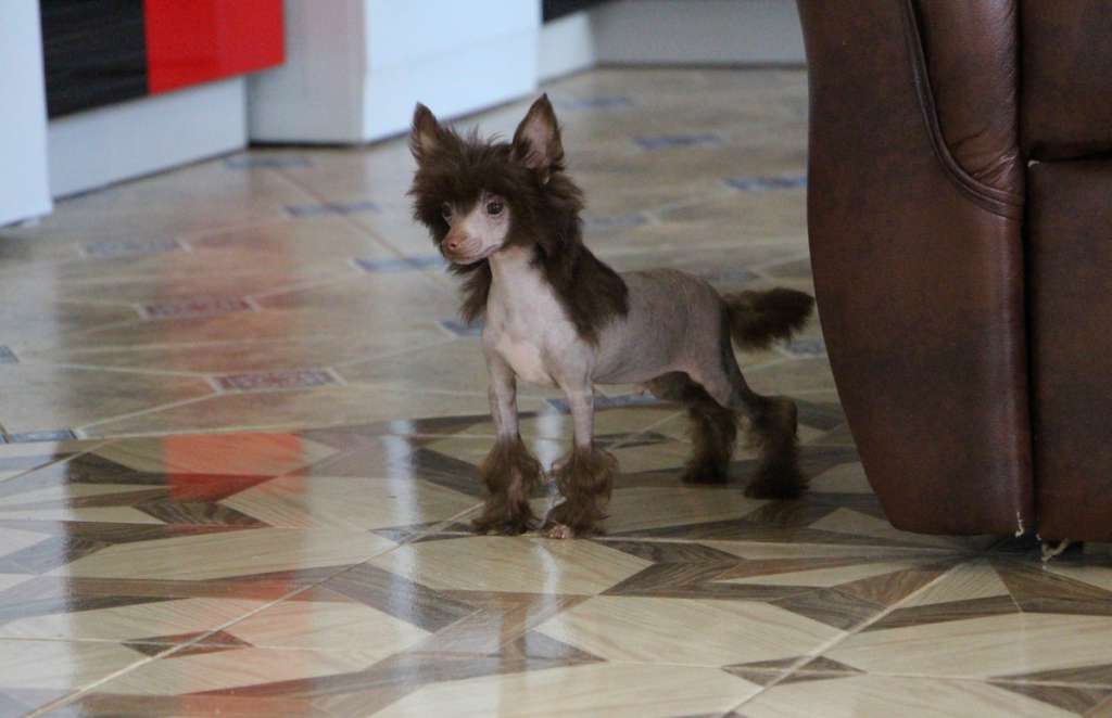 Ovatii Perfect Jack (MINI) chocolate