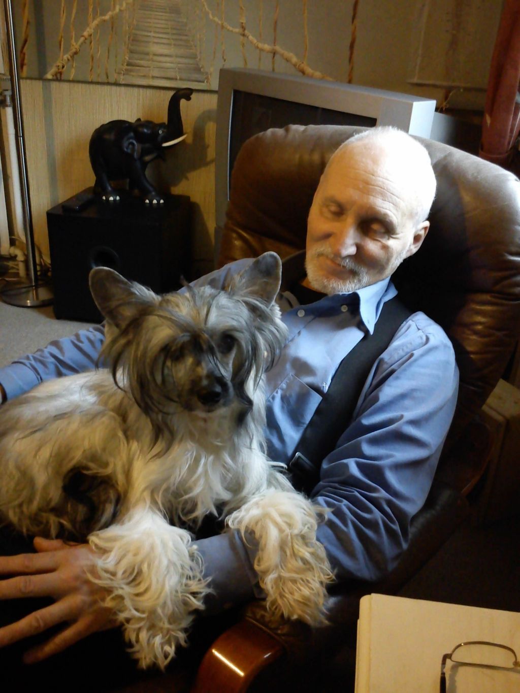 Golden Diamond Cresteds Cornelli