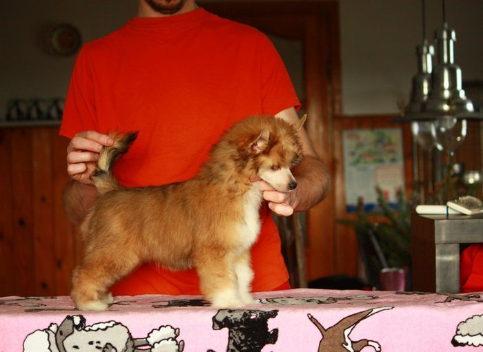 Pani Doktorowa Next Germanika