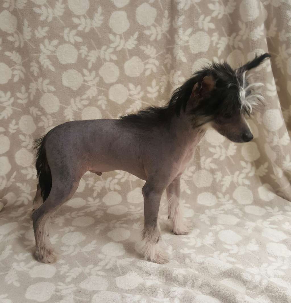 Thordis Z Grodu Thora