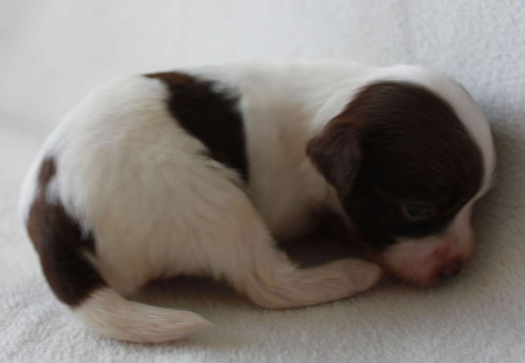 Sirminola Kaylen iz Clana Timurlana