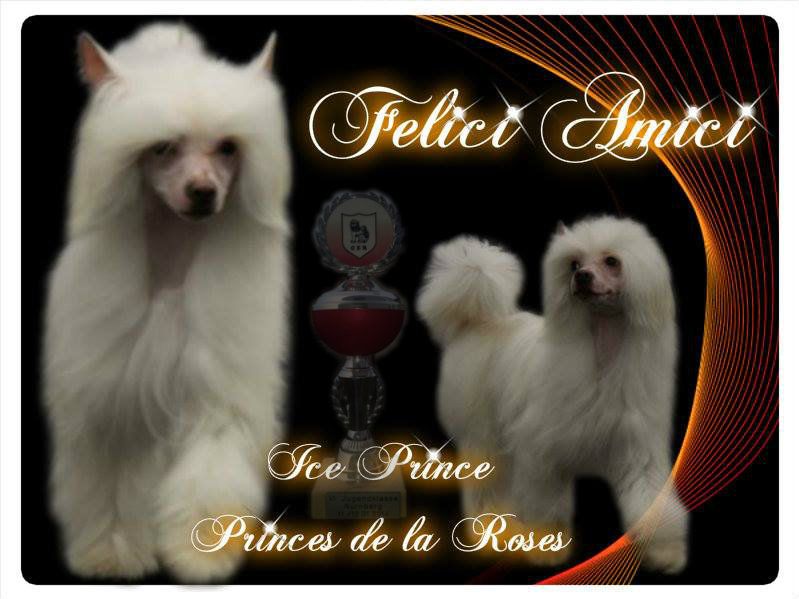 Ice Prince of Princes de la Roses