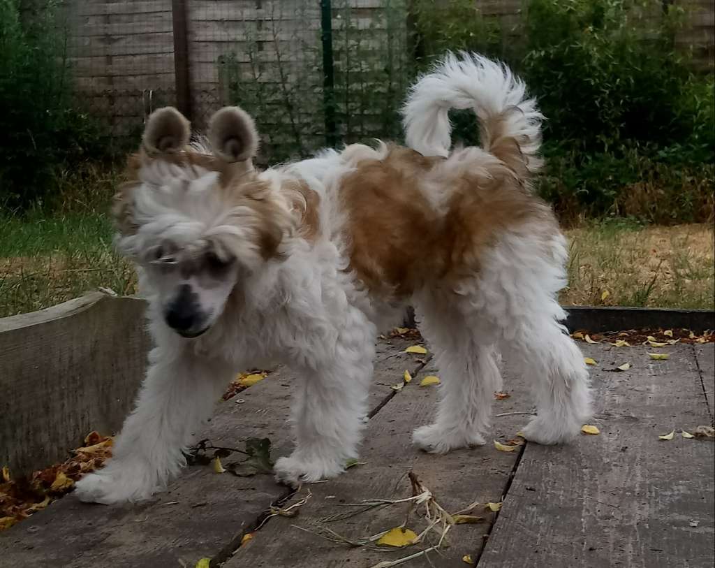 Just a sweet kiss of Candymoor Castle