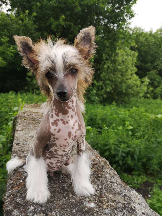 Rob Roy Winning Smile