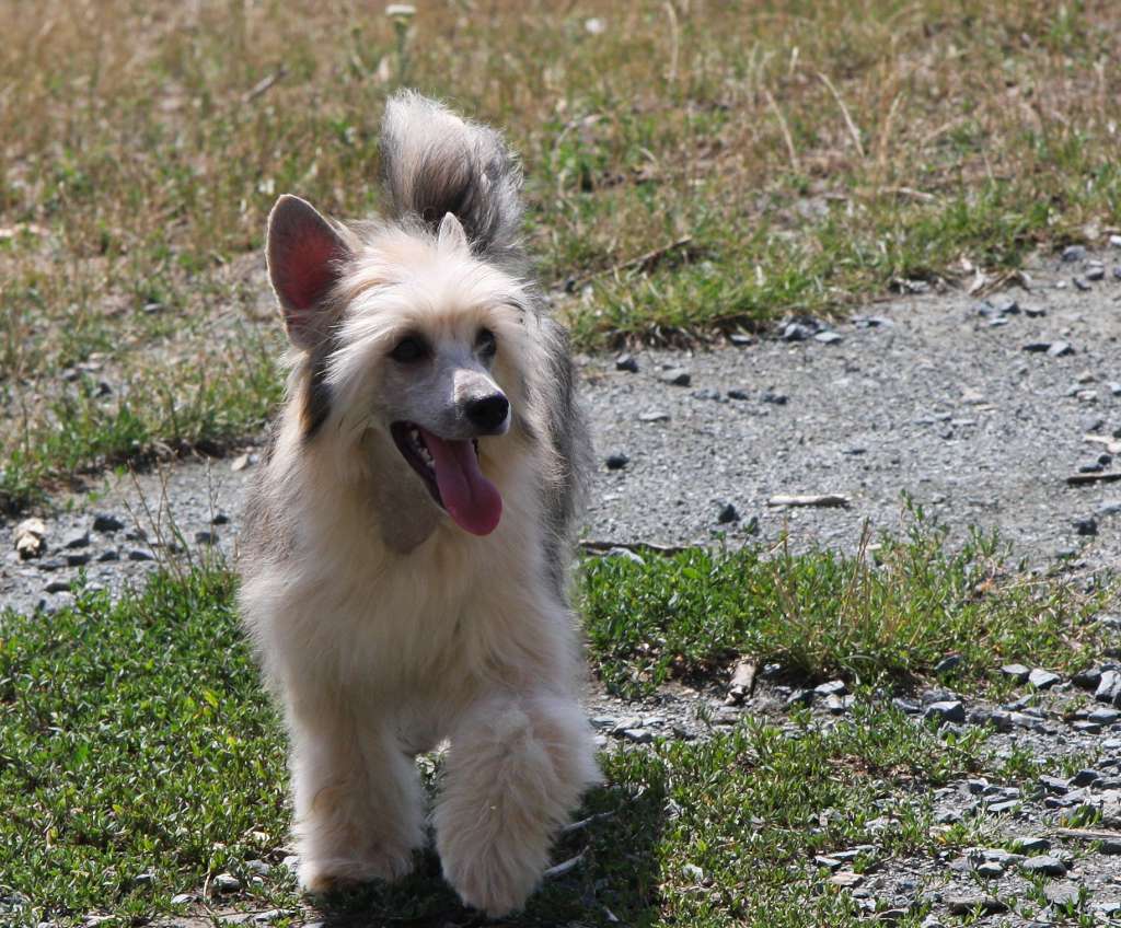 Yukon Kalis z Treste