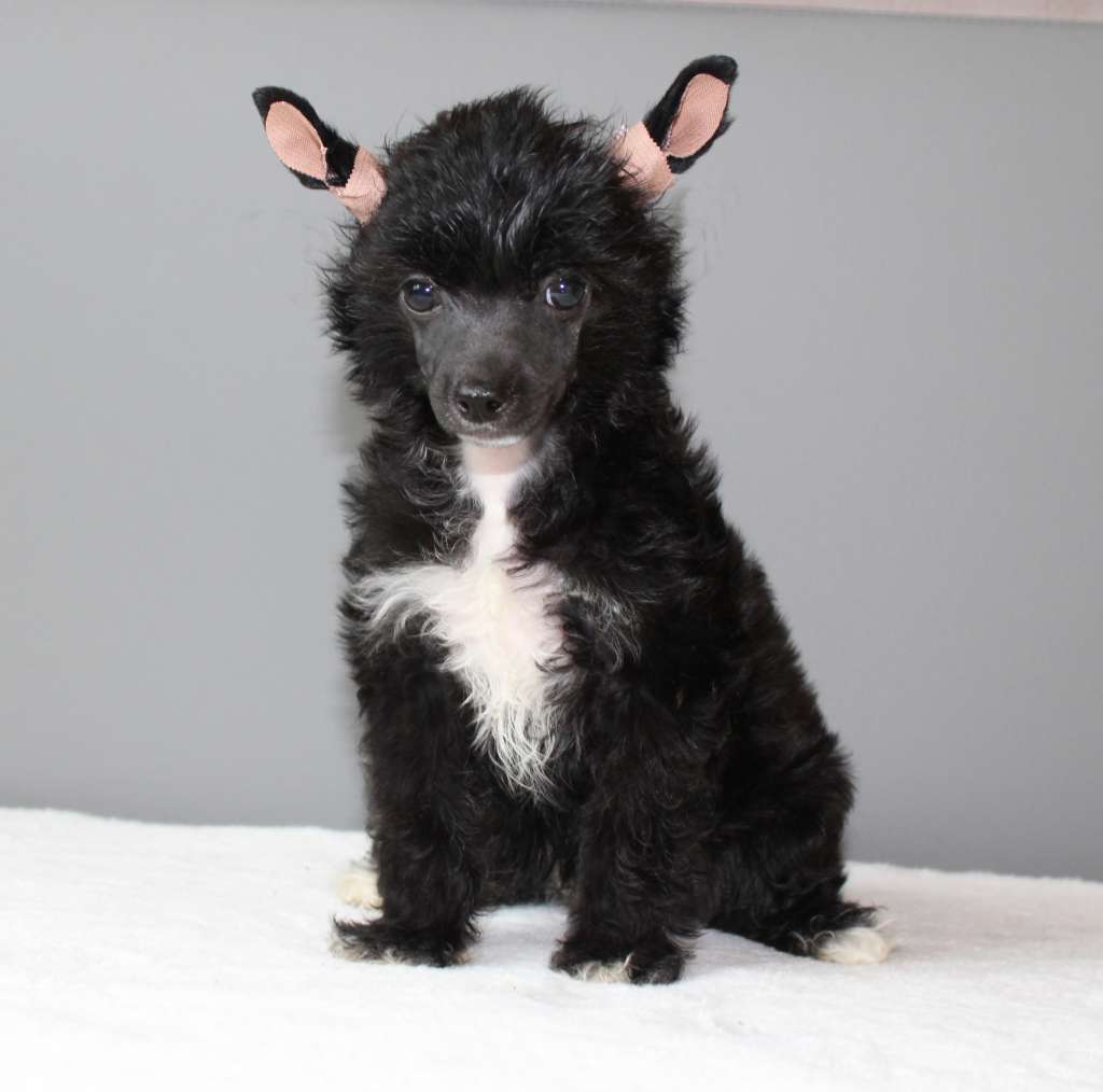 Charuyuschiy Soblazn Gipsi Kelli