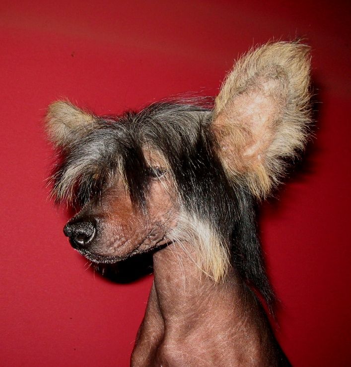 Wajdelota Walentynkowy Pastoral