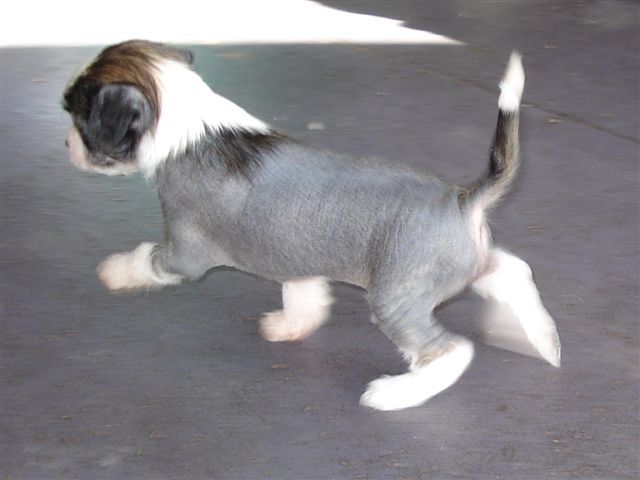 Koreke Vulcan Fire OMagi