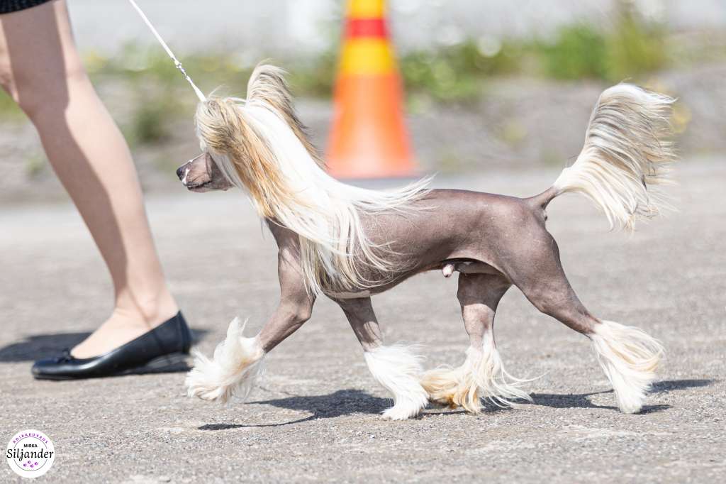 Joyway's Shadow Of Legends