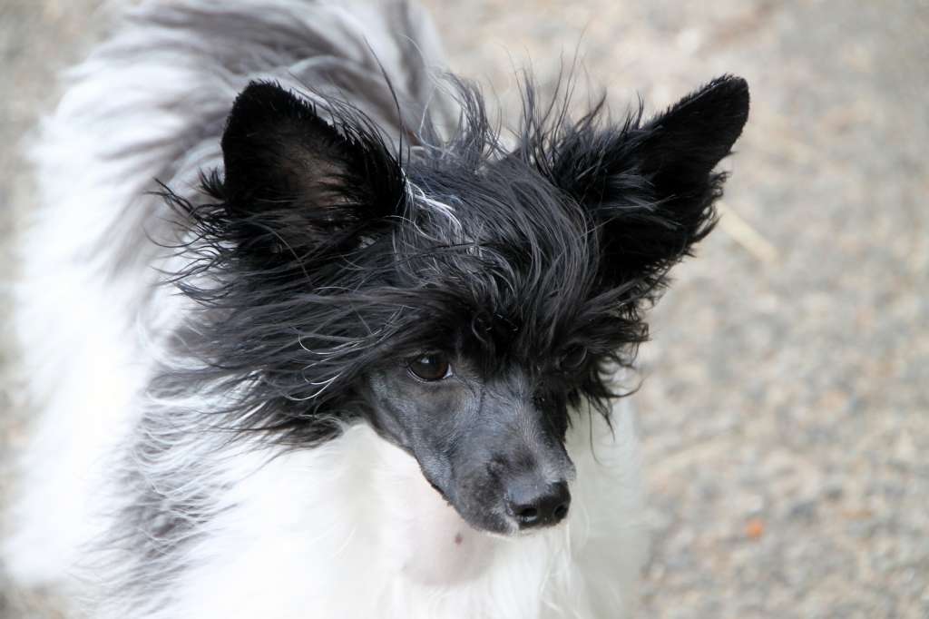 Tsaritsa Tamara iz Sozvezdiya Khana