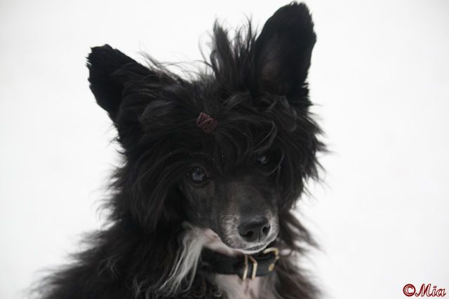 Tirlittan Funny Bunny