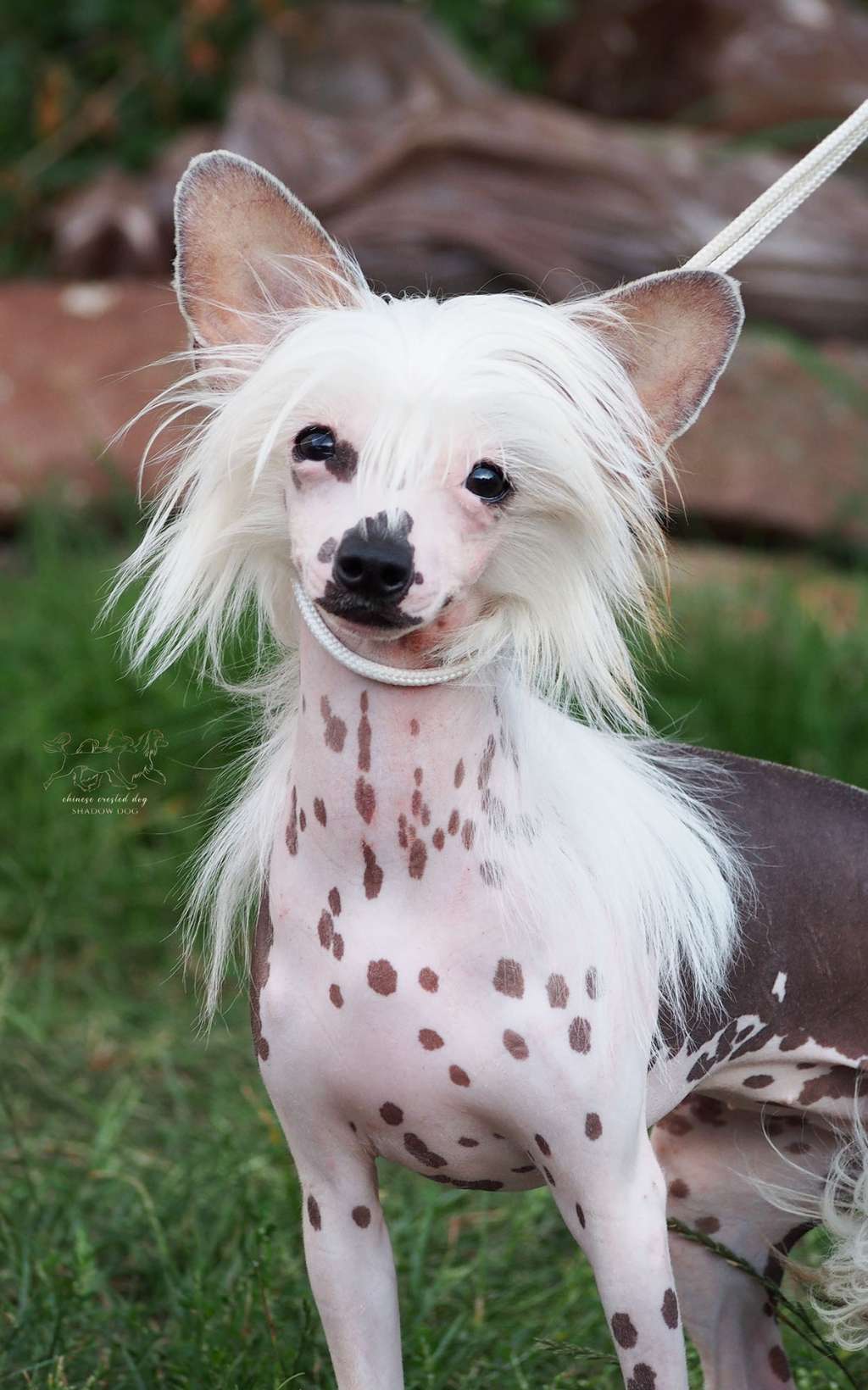 Ginger Ze Zlocistego Raju