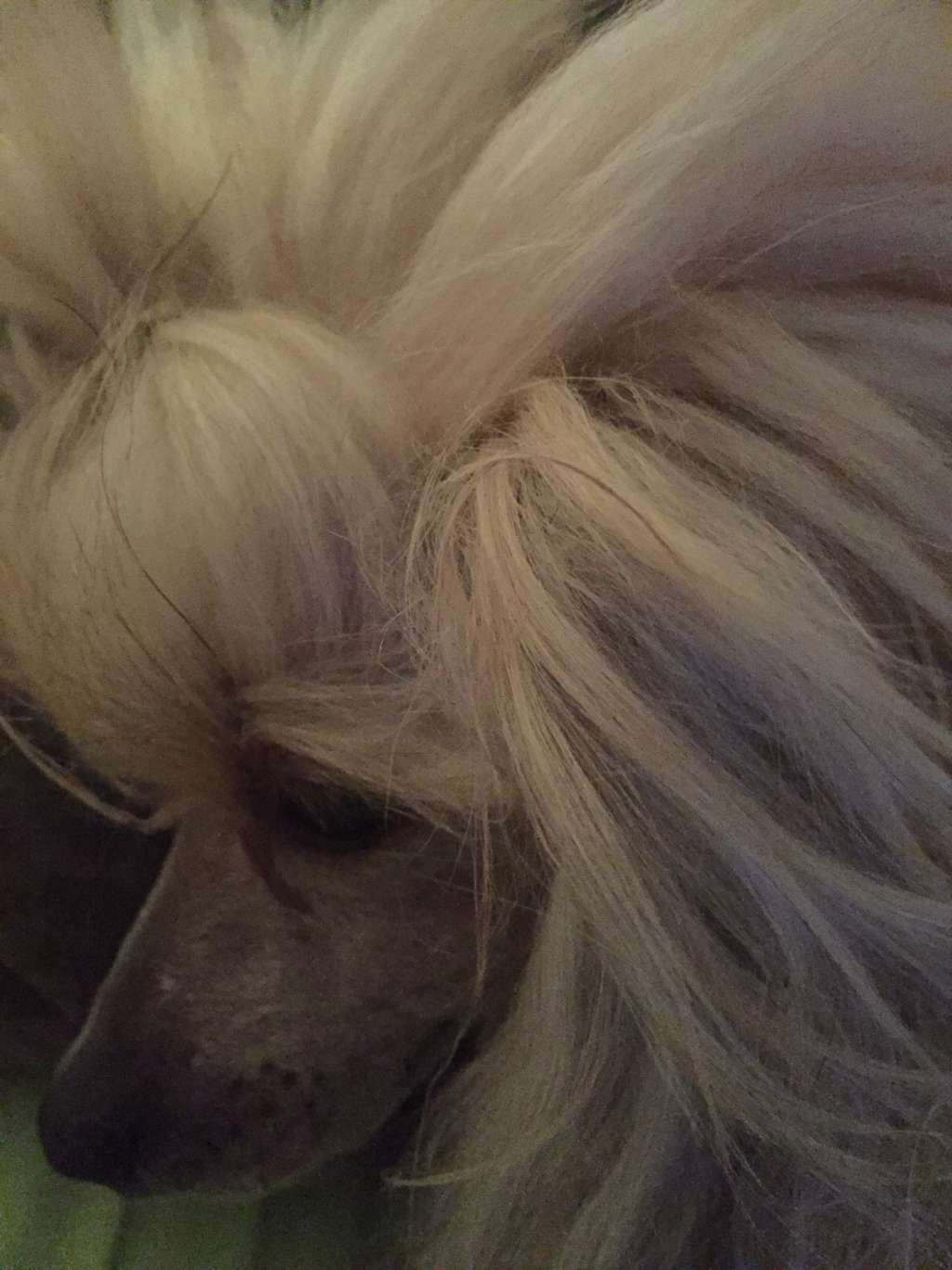 Incredible Jasper des Picholines