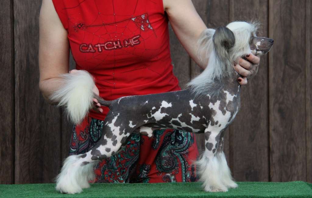 Zheneva-Debjut Belyy Orel