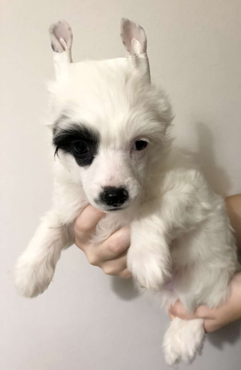 Uill Smit iz Clana Timurlana