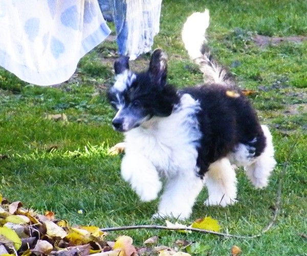 Opponent Aquilas Garden Roses
