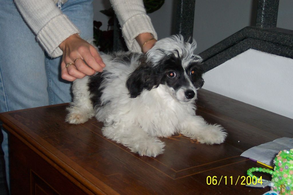 Cuneo Puff Lasky dar 