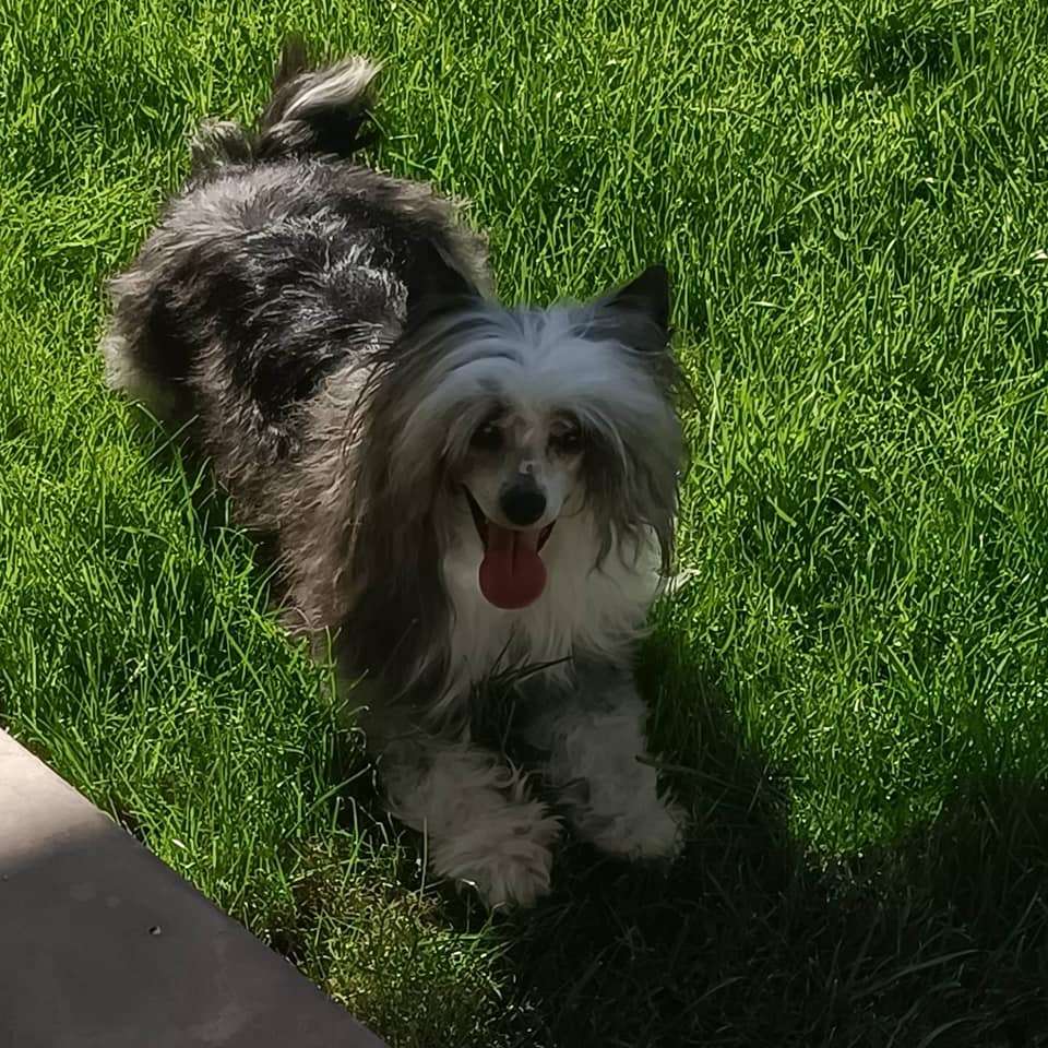 Moon Mystery Nymph Loveland Fantasy