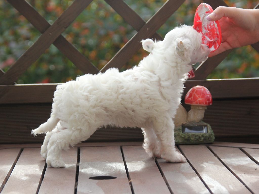 Selfcresteem's Facepalm