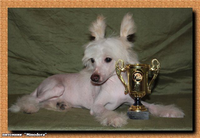 Ragazzo Bravo Minodora