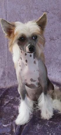 Crazy Diamond Tinkerbell