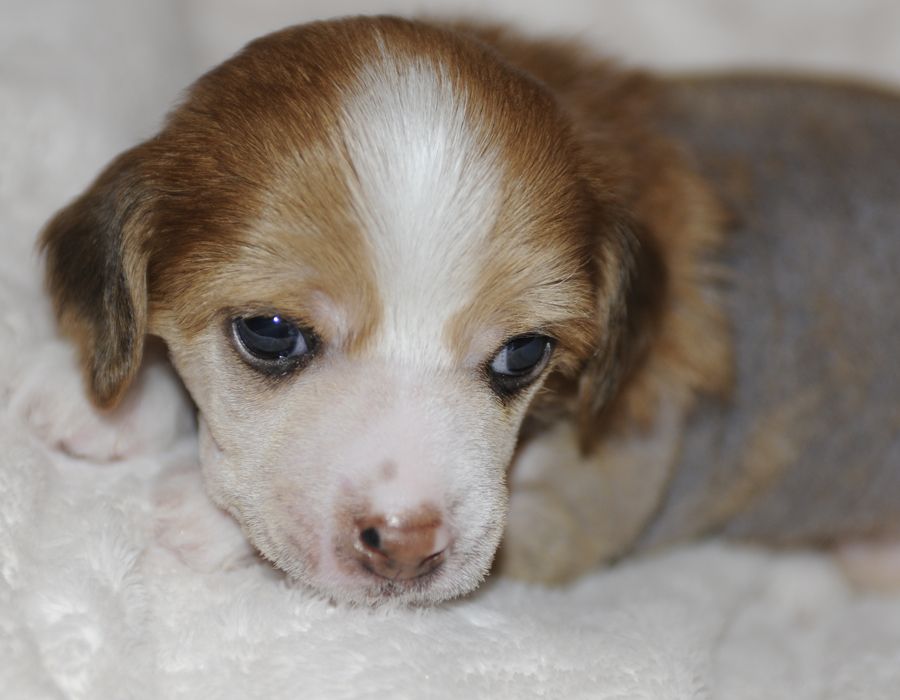 Sunstreaker Red Fire Walk With Me