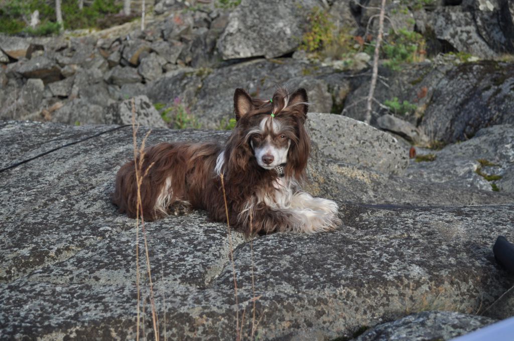 All Saints Eyeful Eagle