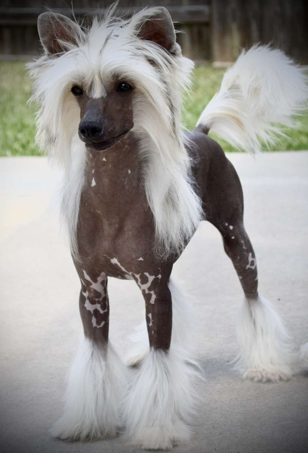 Gracieux Flamin Hot Romance